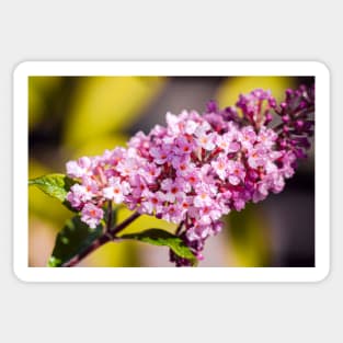 Butterfly bush close-up Sticker